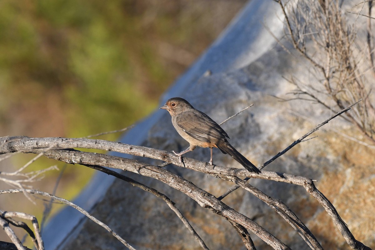 California Towhee - ML640964252