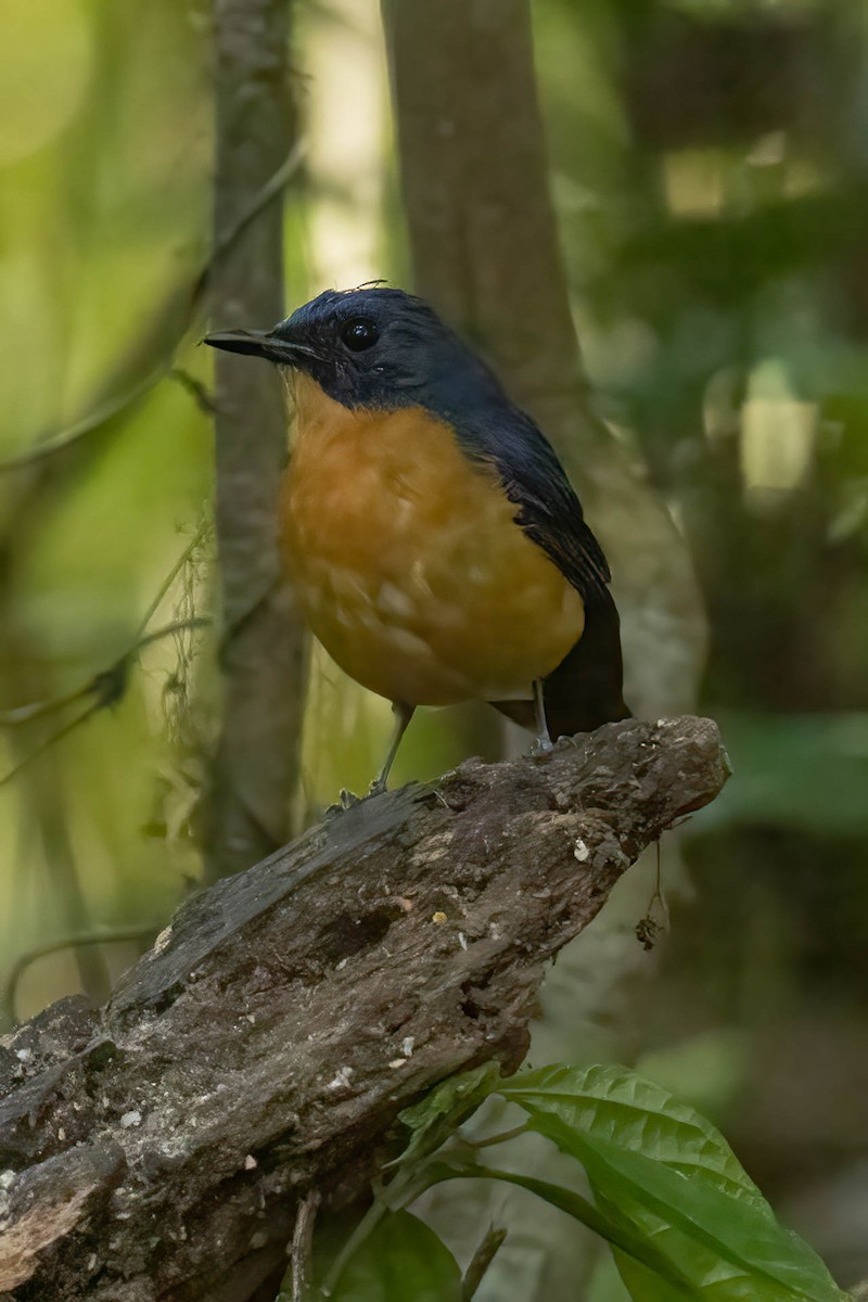Dayak Blue Flycatcher - ML640964278