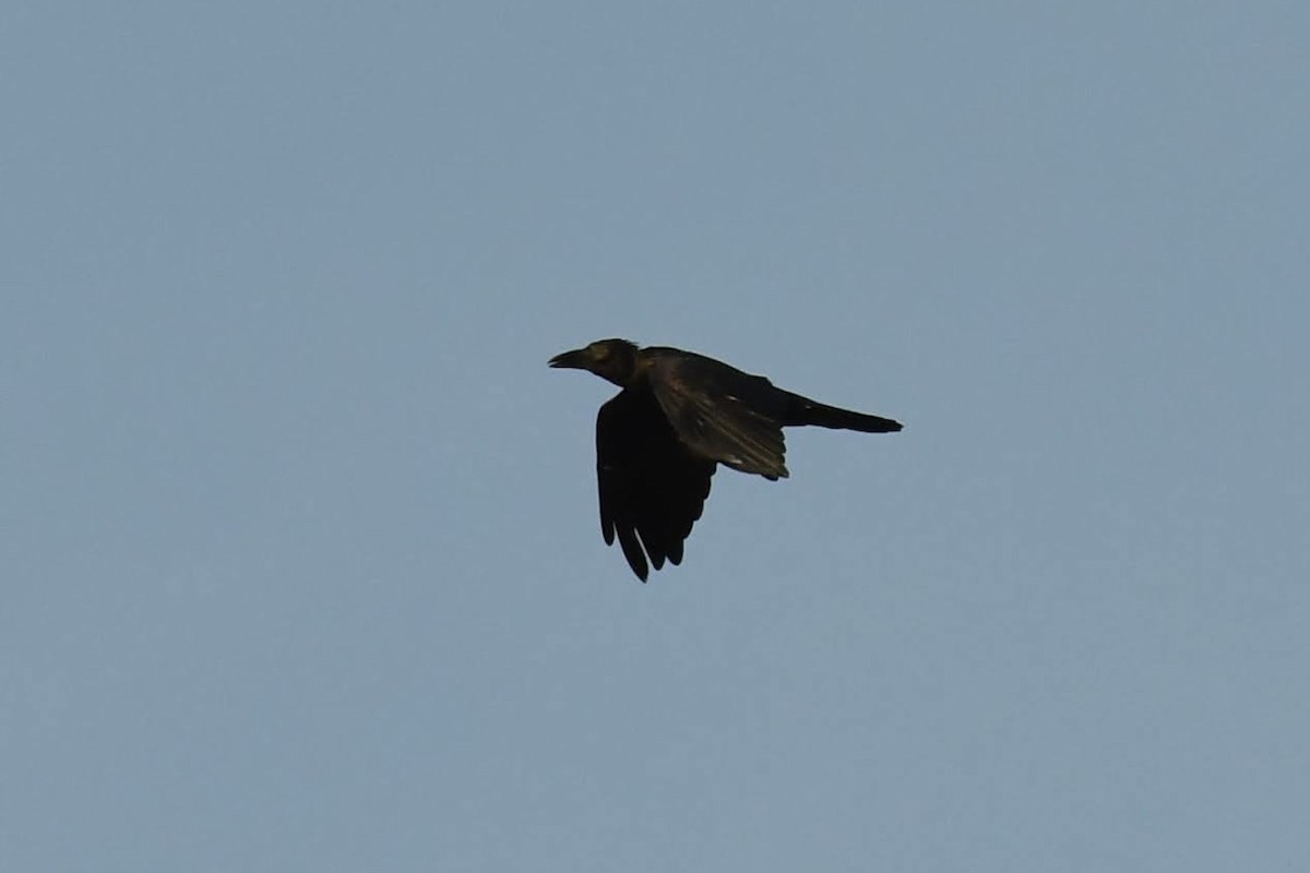 Common Raven - ML640964284