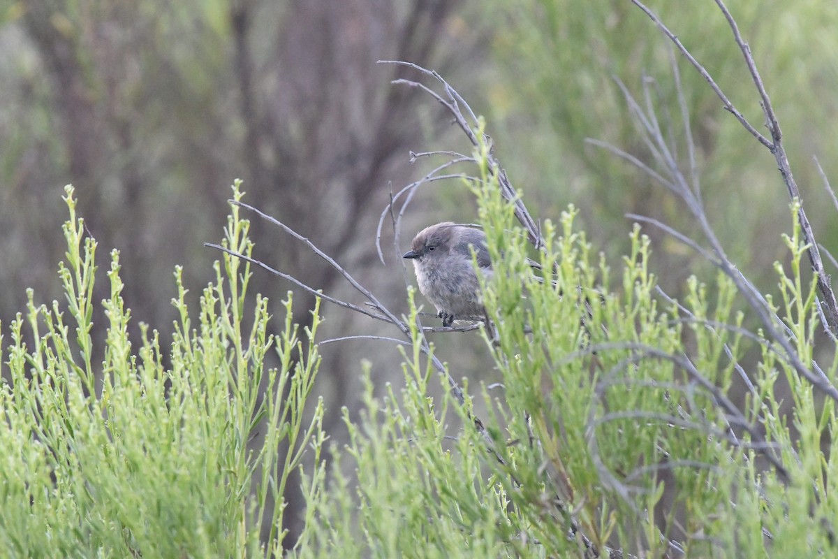 Bushtit - ML640964289