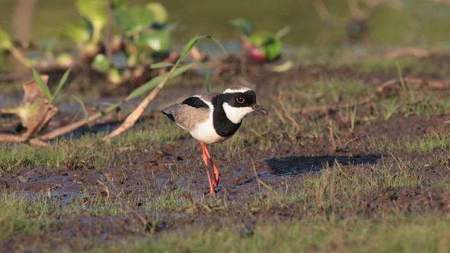 Pied Plover - ML640964304