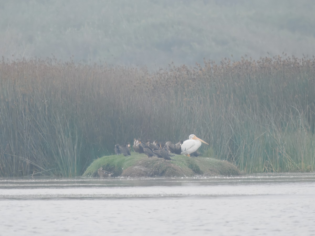 American White Pelican - ML640964342