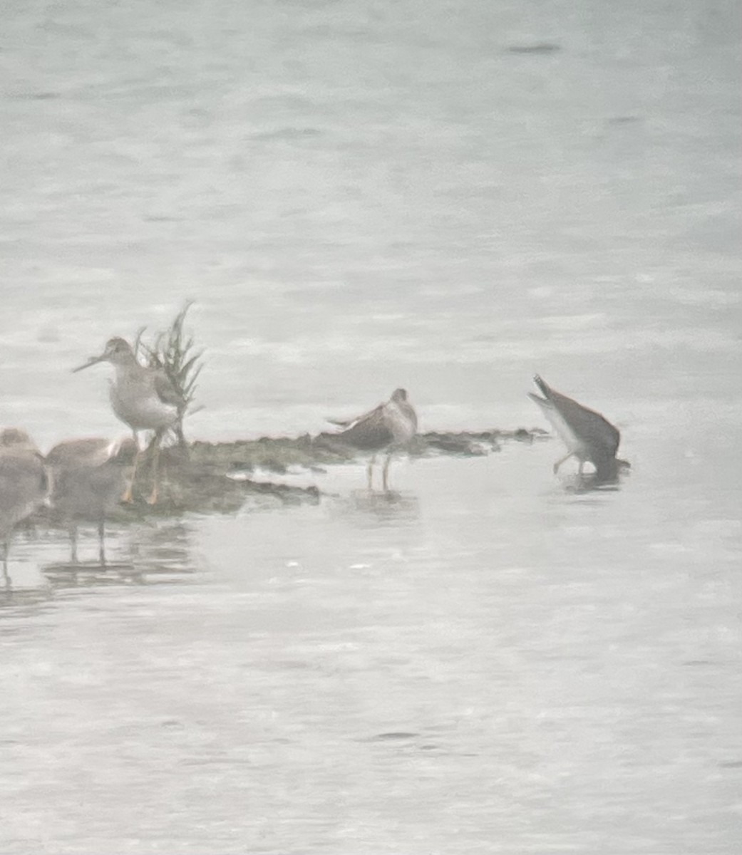 Lesser Yellowlegs - ML640964393