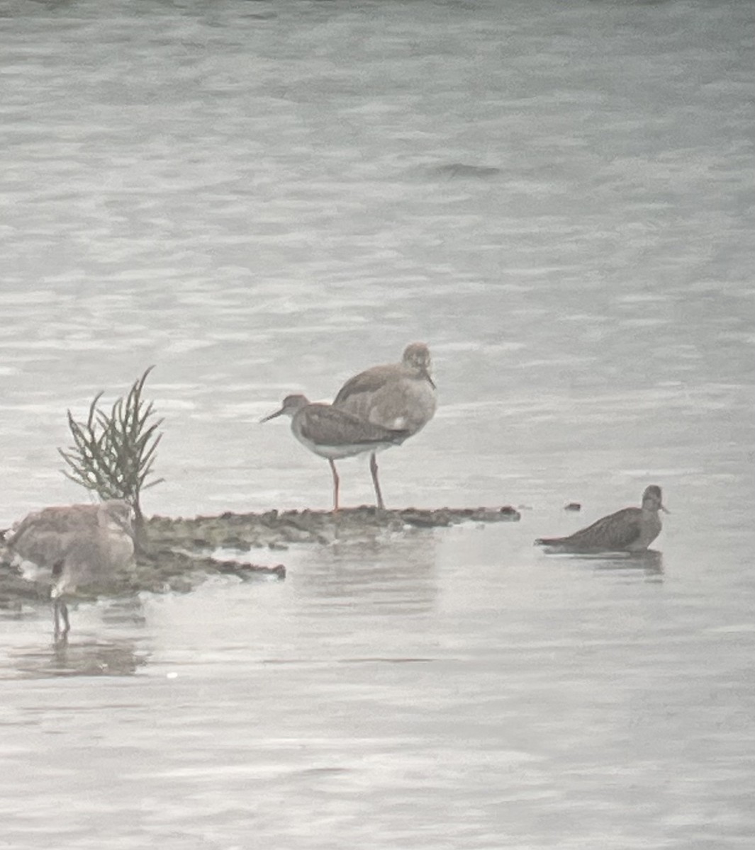 Lesser Yellowlegs - ML640964394