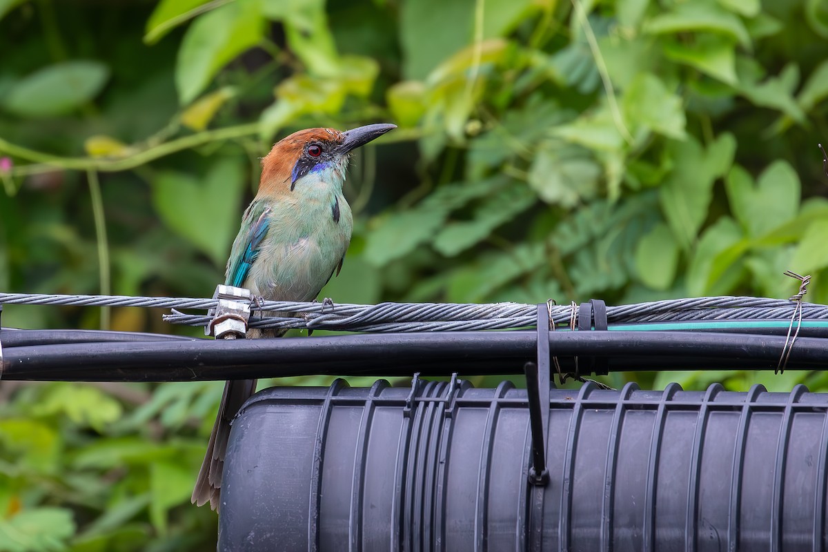 Russet-crowned Motmot - ML640964459
