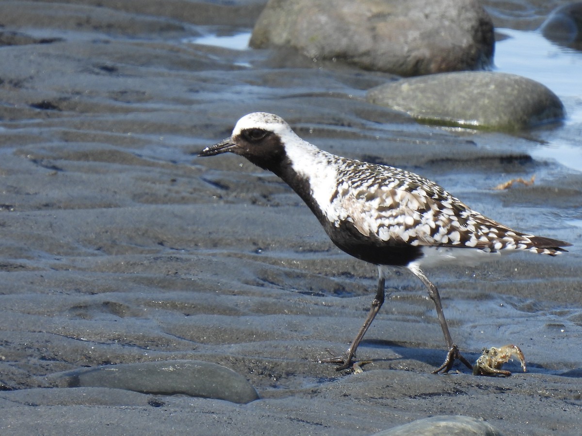 Black-bellied Plover - ML640964465