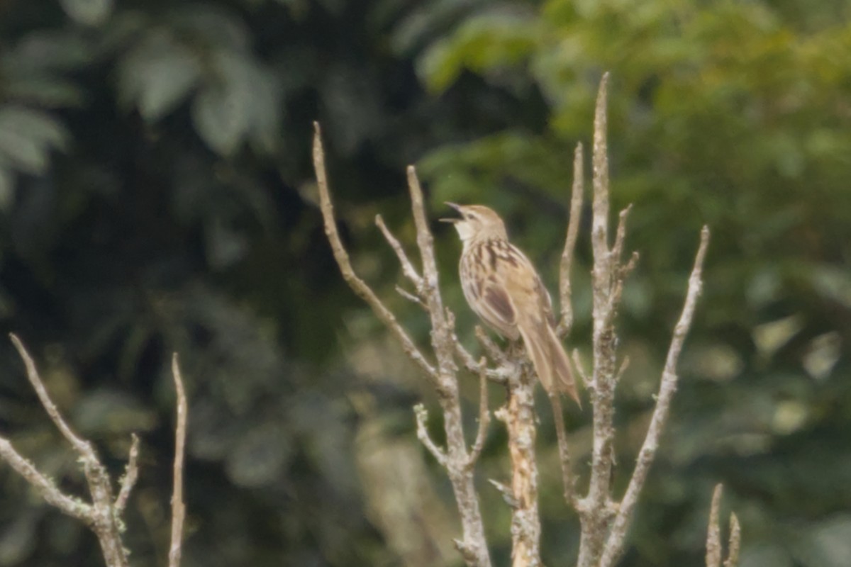 Striated Grassbird - ML640964481