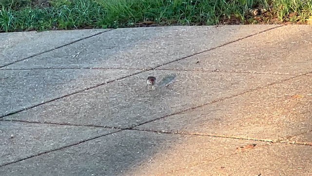 Chipping Sparrow - ML640964482