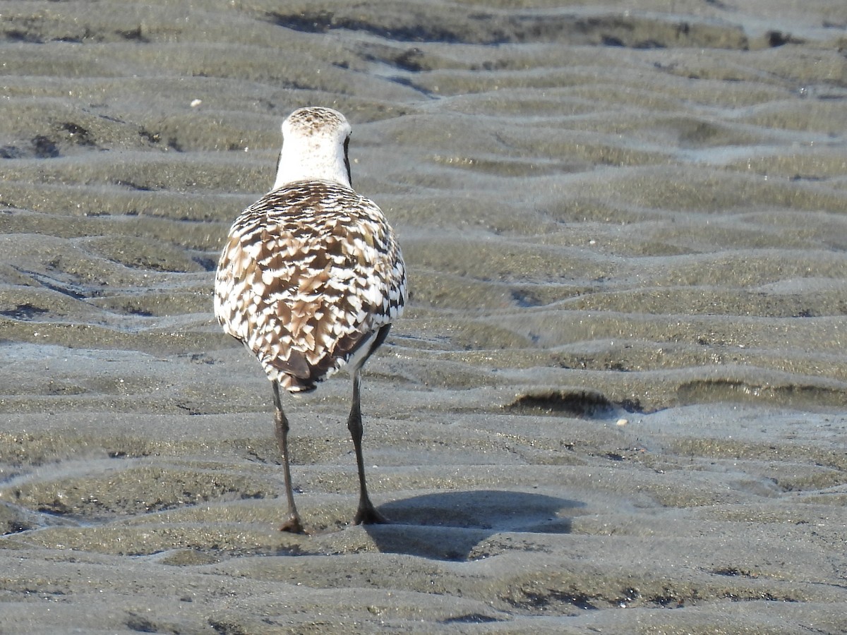 Black-bellied Plover - ML640964498