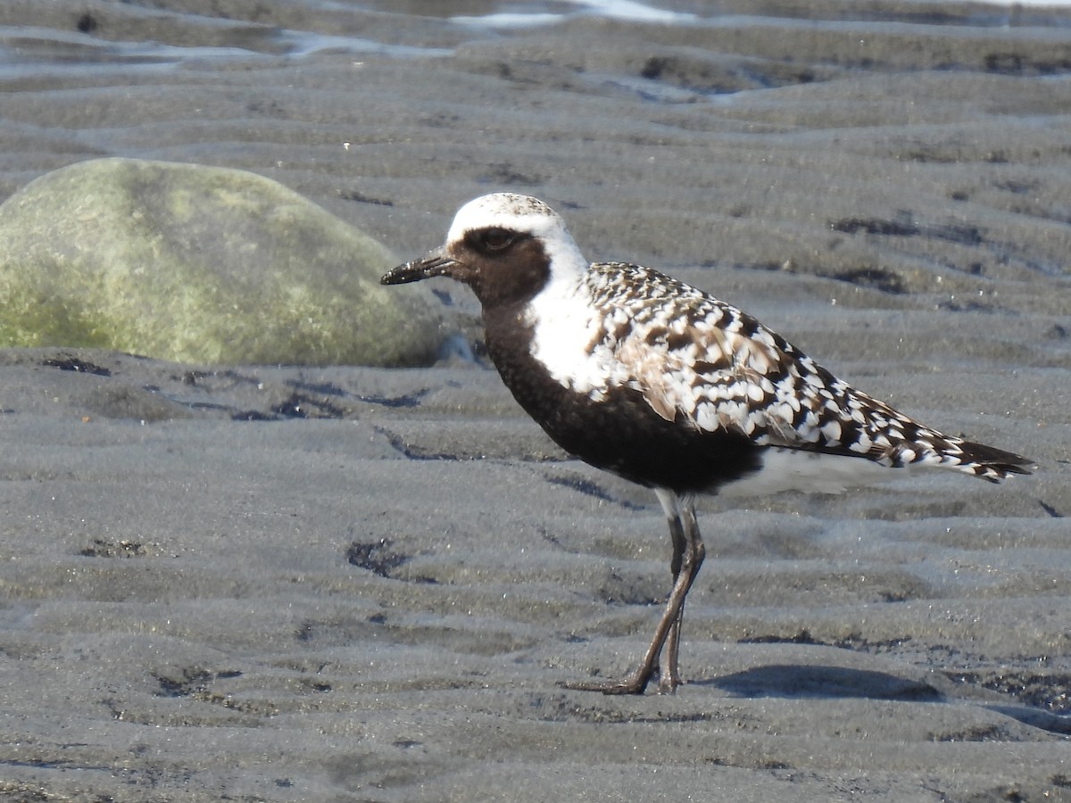 Black-bellied Plover - ML640964501