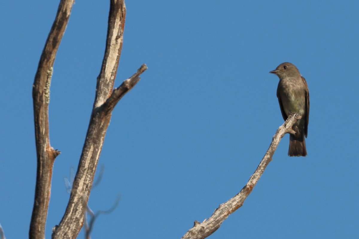 Піві бурий - ML640964534