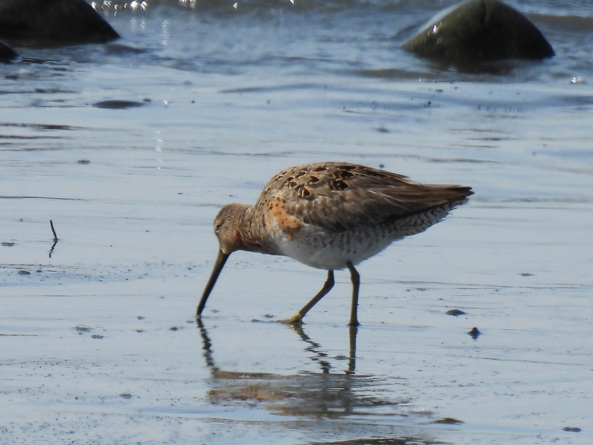 Short-billed Dowitcher - ML640964537