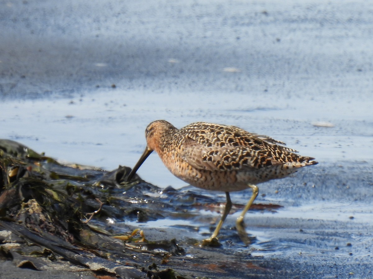 Short-billed Dowitcher - ML640964538