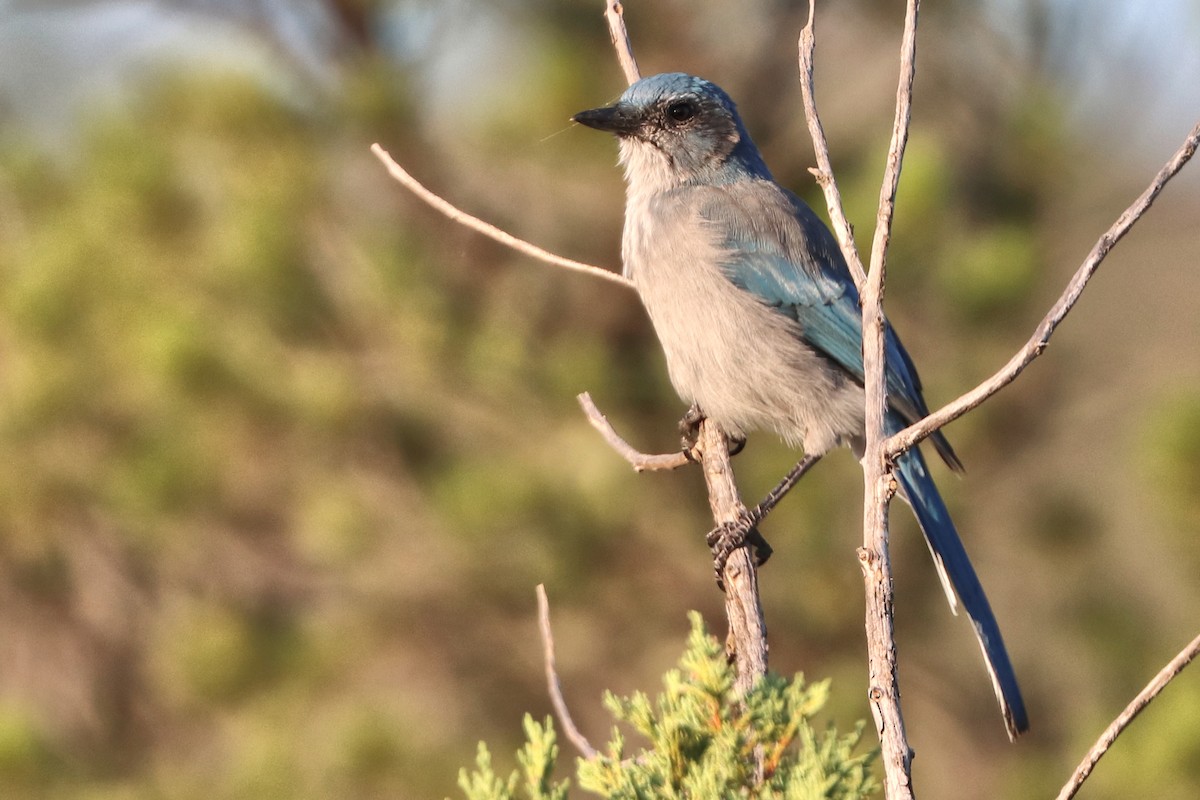 Сойка сонорська - ML640964539