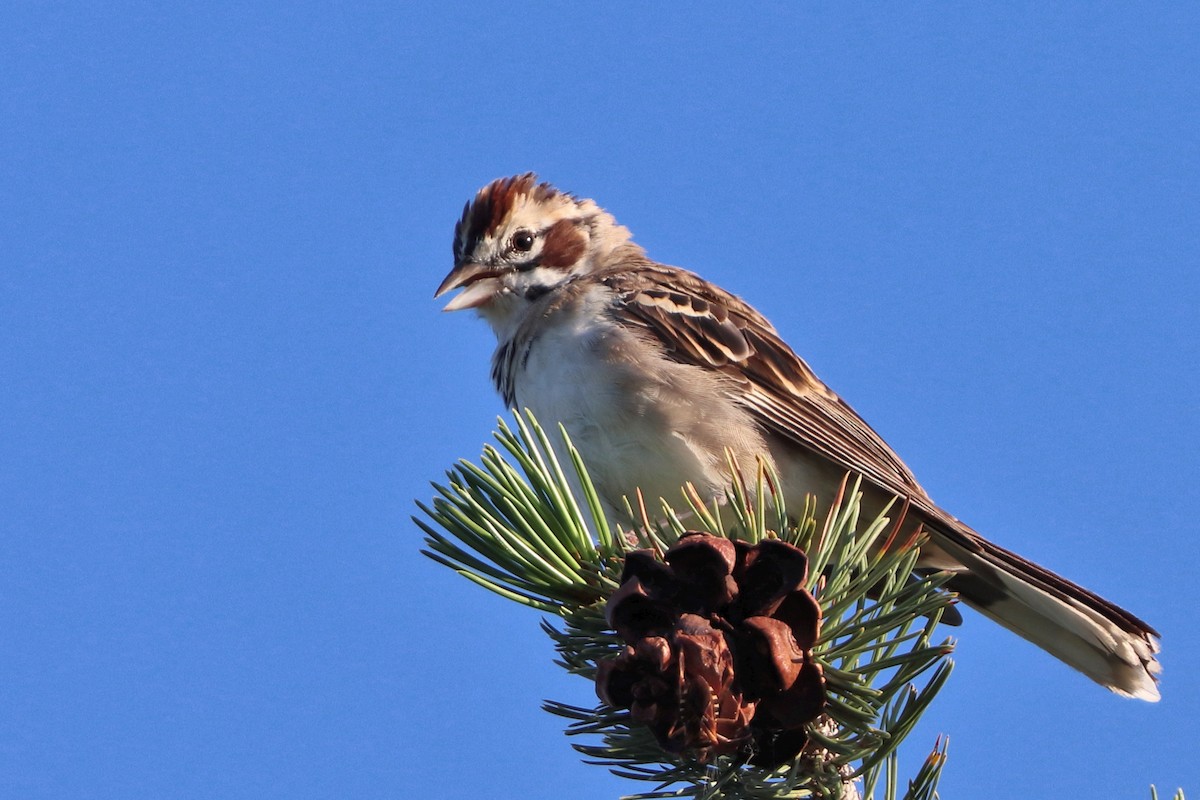 Потюк - ML640964546