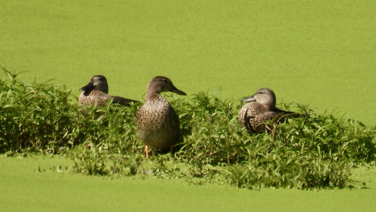 Blue-winged Teal - ML640964573
