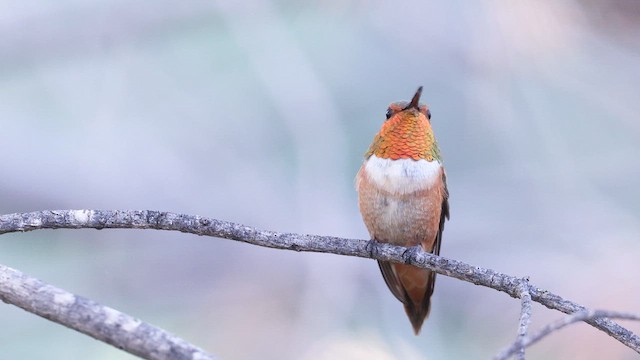 アカフトオハチドリ - ML640964637