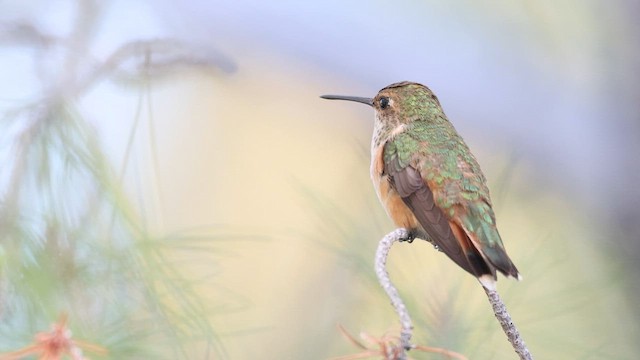 アカフトオハチドリ - ML640964645