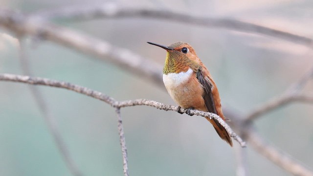 アカフトオハチドリ - ML640964646