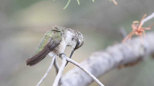 Black-chinned Hummingbird - ML640964654