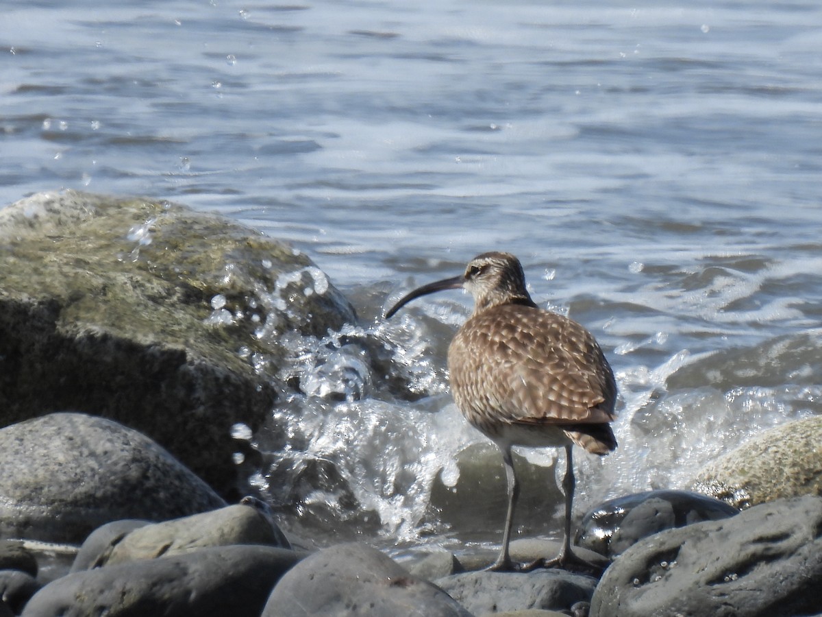 Whimbrel - ML640964659
