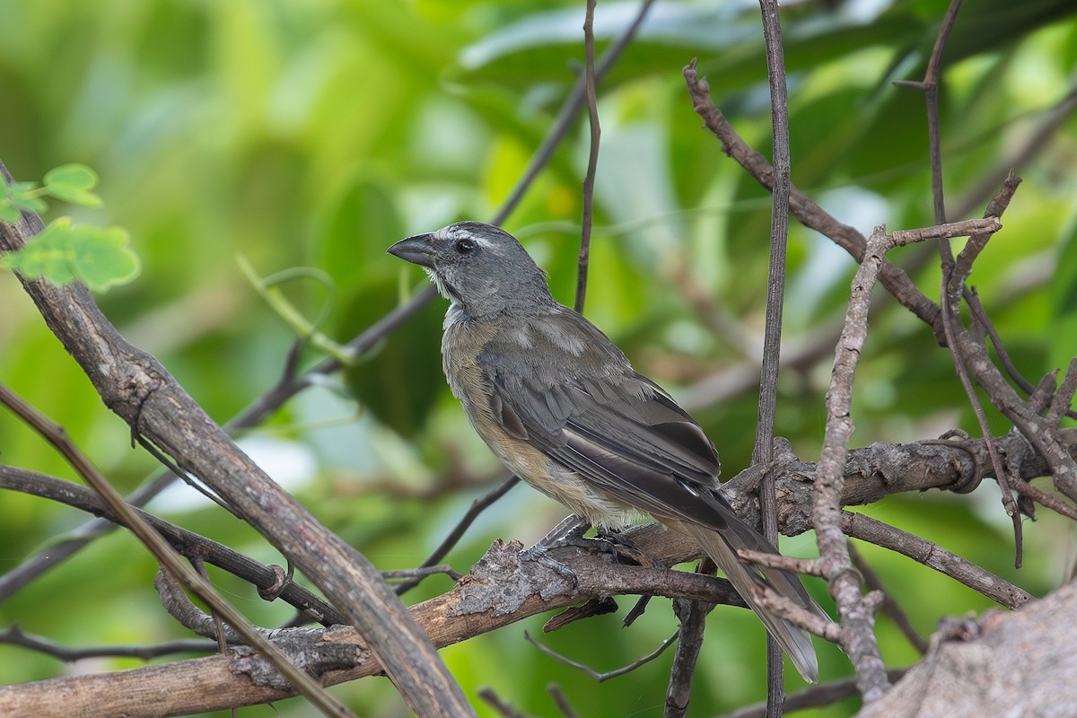 Cinnamon-bellied Saltator - ML640964662