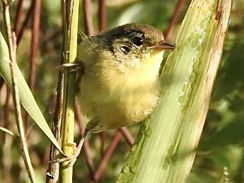 Common Yellowthroat - ML640964695