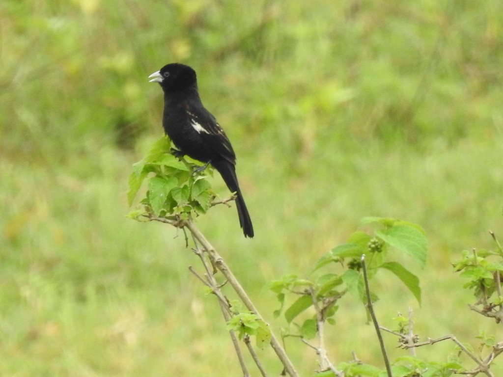 ハジロホウオウ - ML640964696