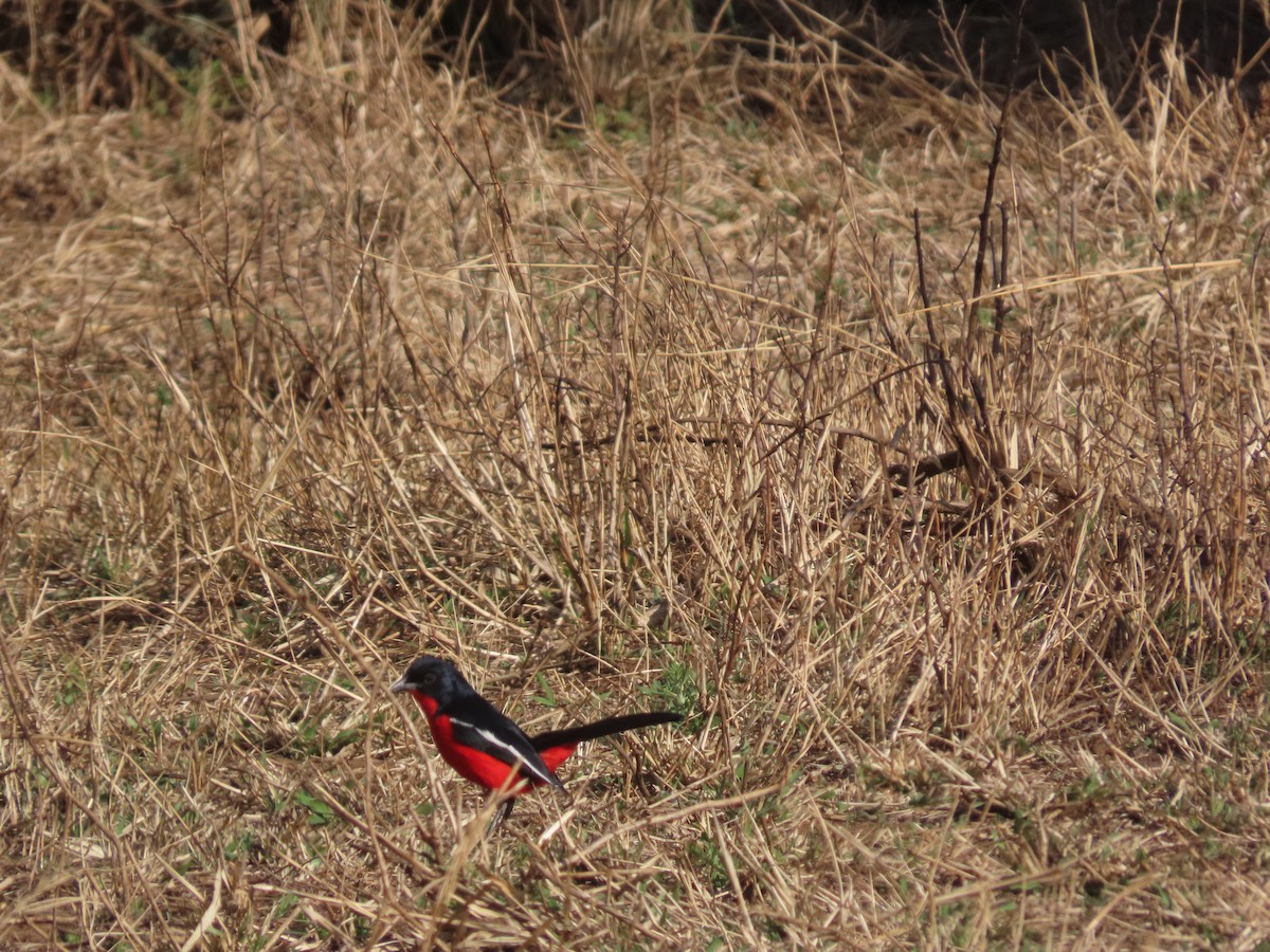 Crimson-breasted Gonolek - ML640964810