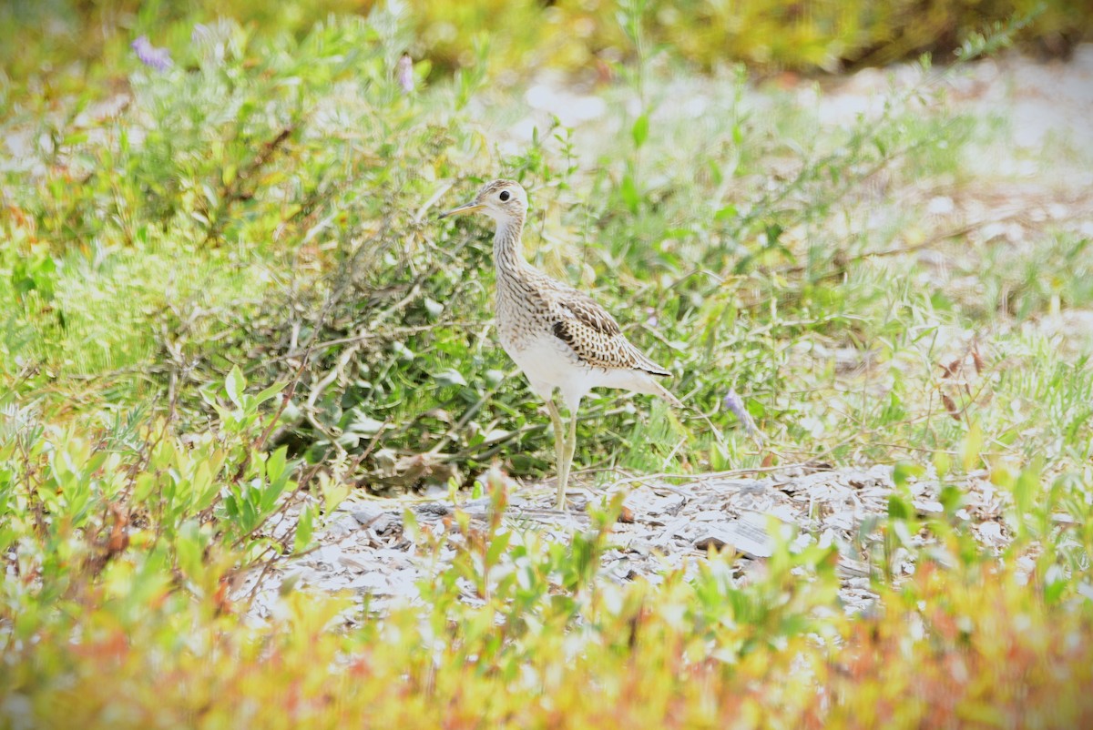 Upland Sandpiper - ML640964845