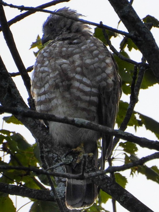 Broad-winged Hawk - ML640964889