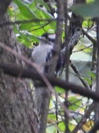 Downy Woodpecker - ML640964902