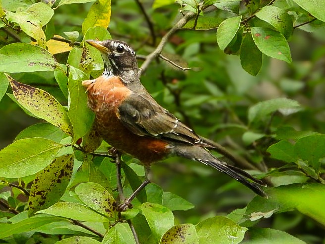 American Robin - ML640964933