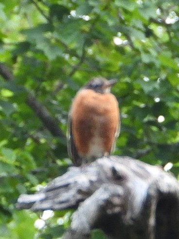 American Robin - ML640964934