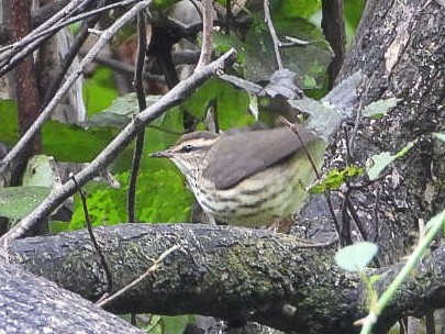 Northern Waterthrush - ML640964942