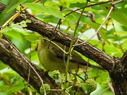 Black-throated Blue Warbler - ML640964964