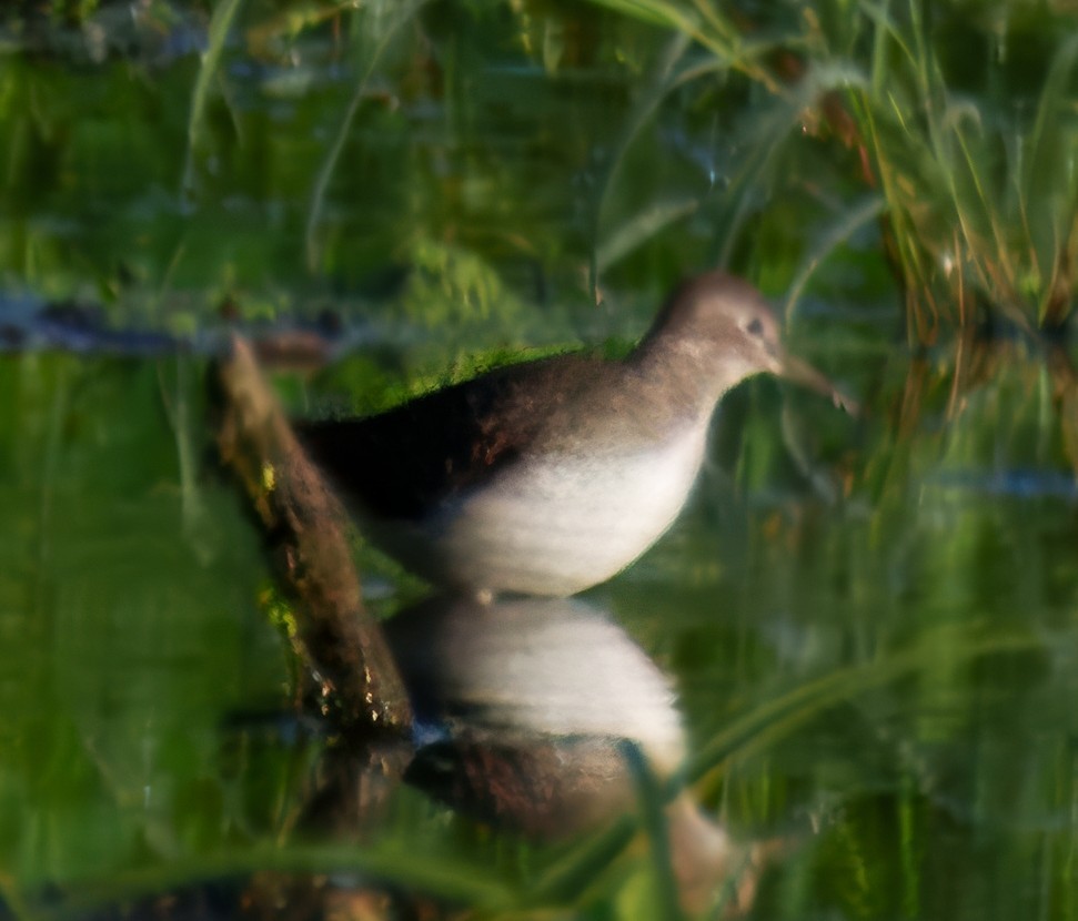 Solitary Sandpiper - ML640964968