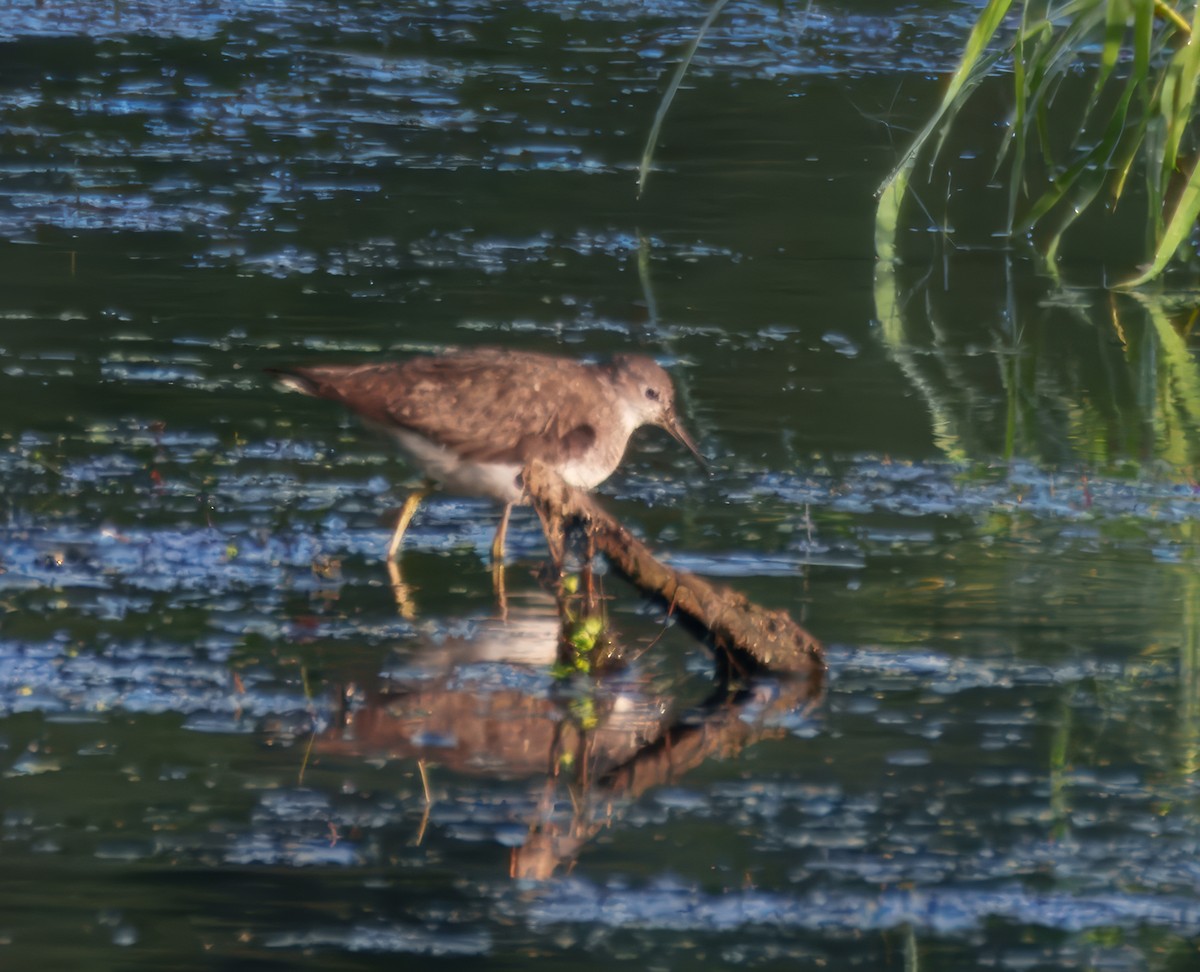 Solitary Sandpiper - ML640964969