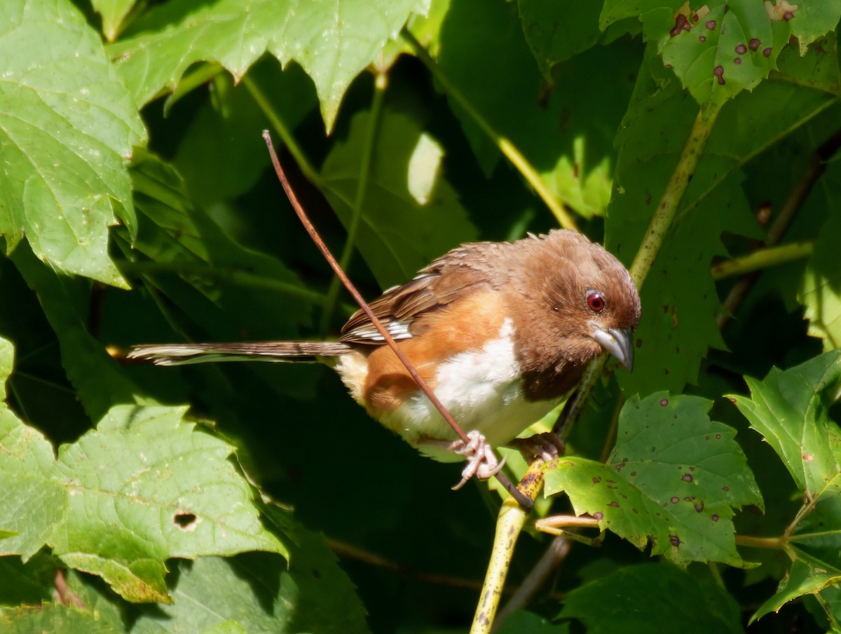 Eastern Towhee - ML640964986