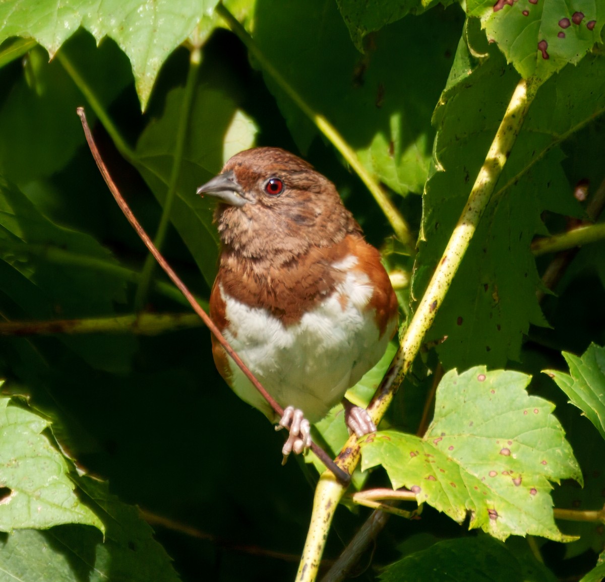 Eastern Towhee - ML640964988