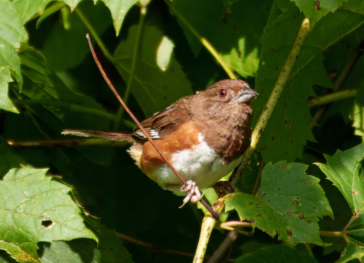 Eastern Towhee - ML640964989