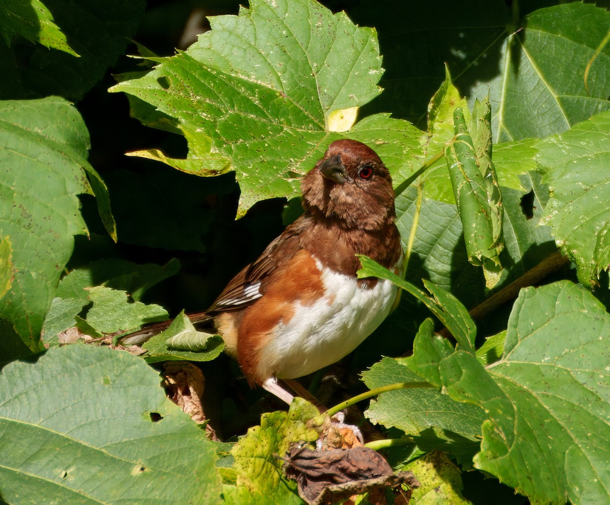Eastern Towhee - ML640964990