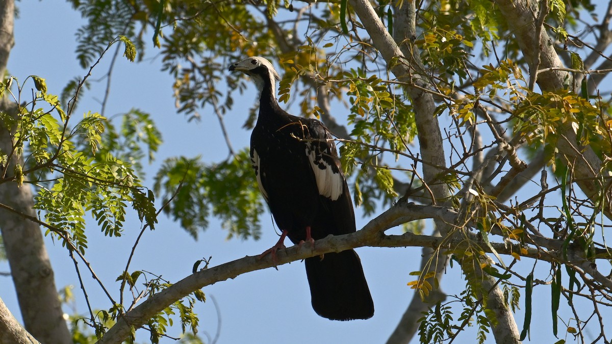 Pava Goliblanca - ML640964993