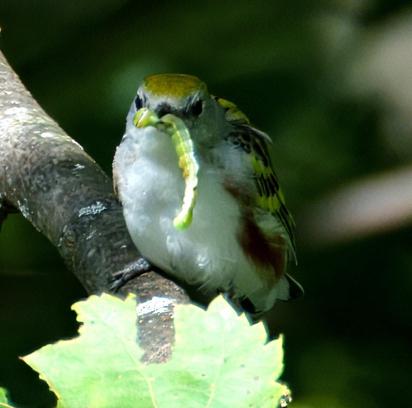 Chestnut-sided Warbler - ML640965023