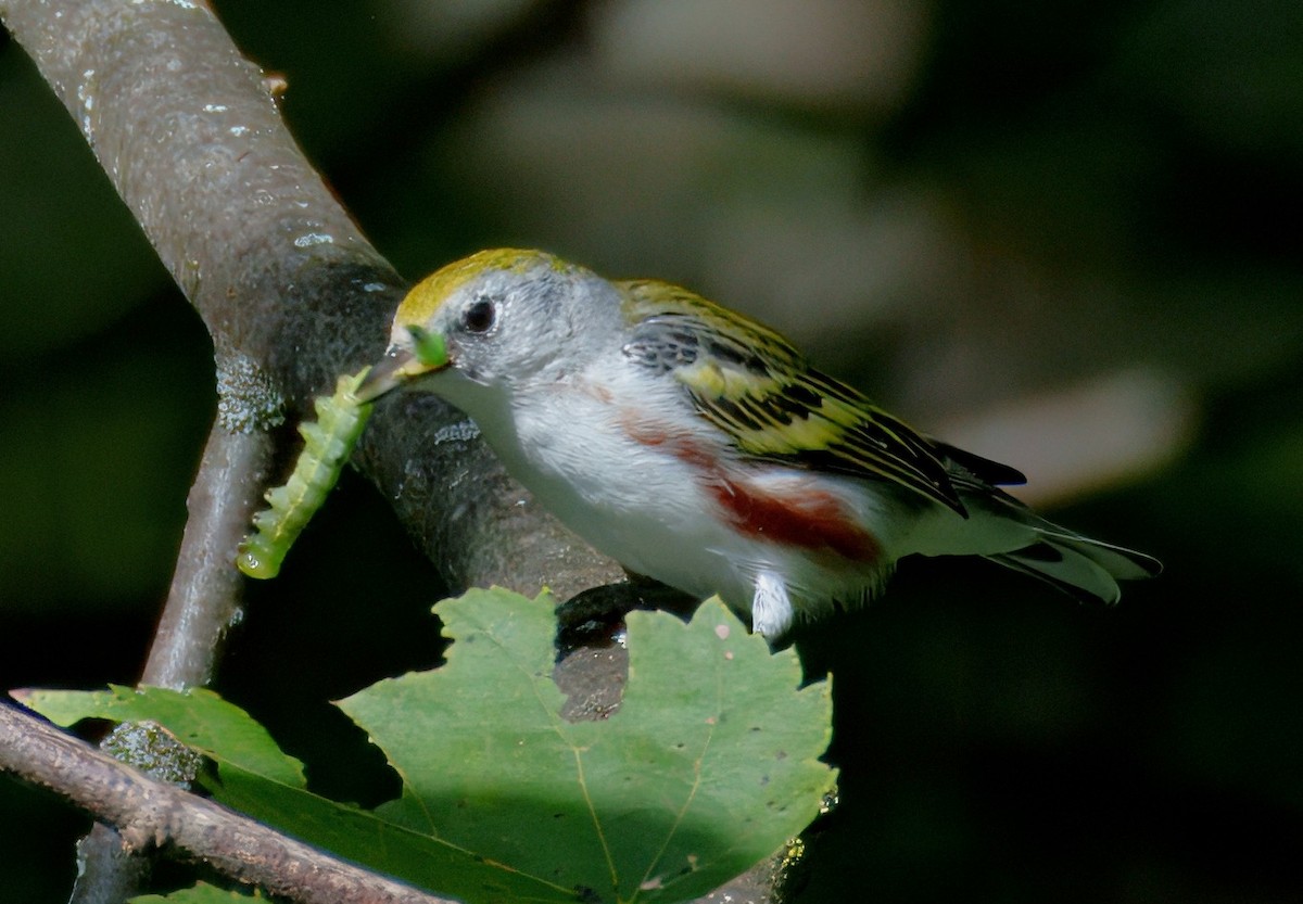 Chestnut-sided Warbler - ML640965024