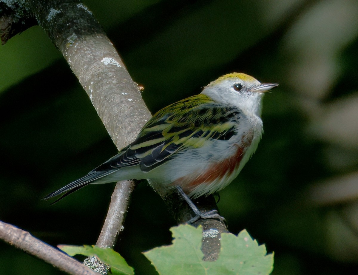 Chestnut-sided Warbler - ML640965025