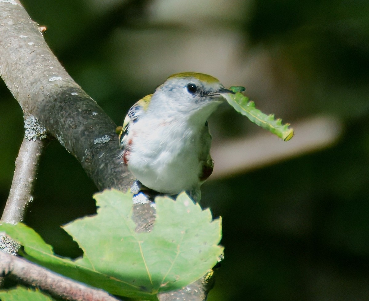 Chestnut-sided Warbler - ML640965026