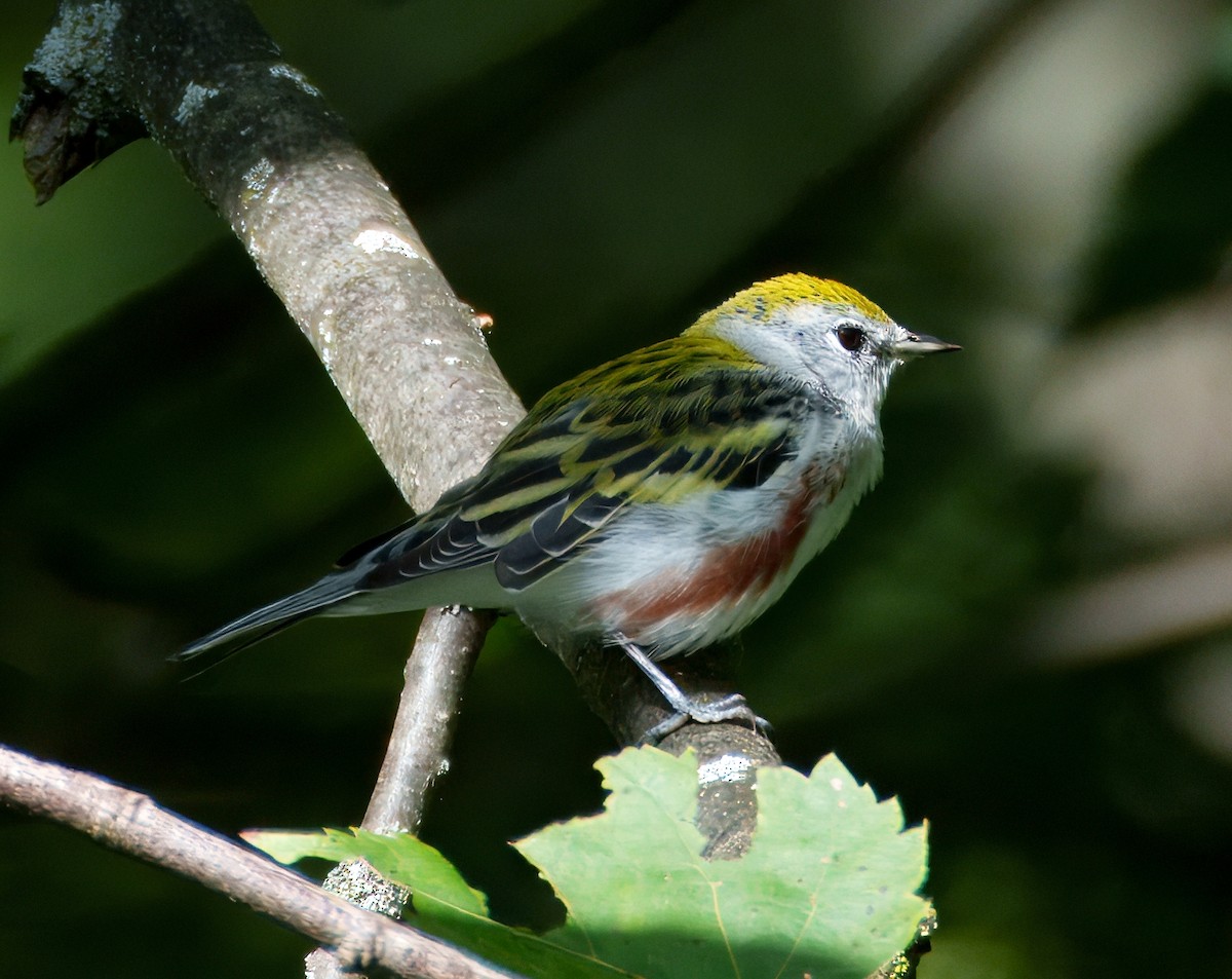 Chestnut-sided Warbler - ML640965027