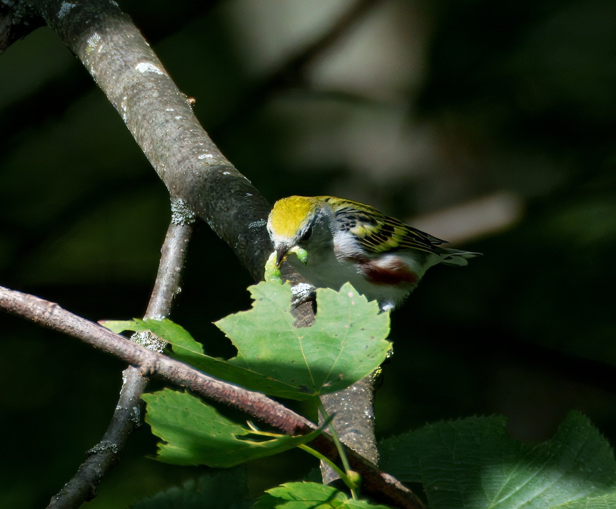 Chestnut-sided Warbler - ML640965028