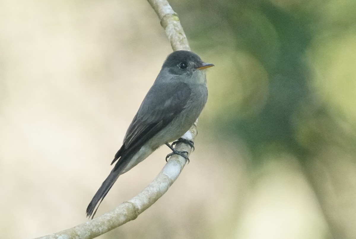 Southern Tropical Pewee - ML640965040